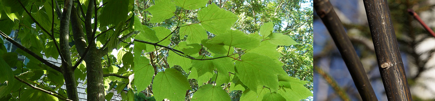 Striped Maple native plant profile
