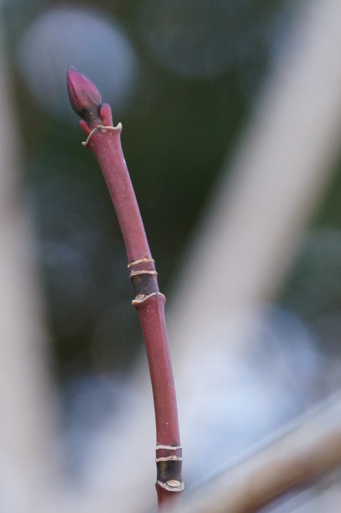 STRIPED MAPLE. Acer pensylvanicum. Soapwort Family (Sapindaceae)
