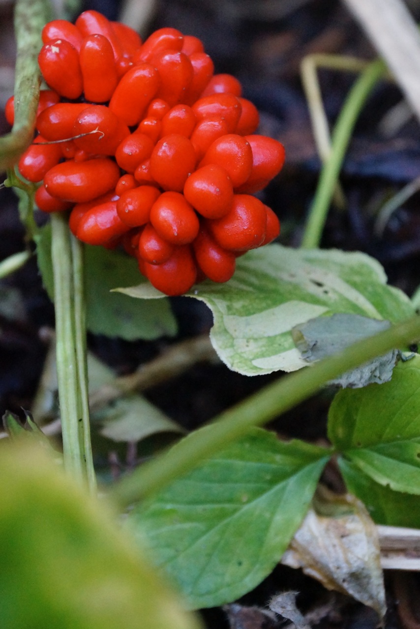 jack-in-the-pulpit (arisaema triphyllum) – wild seed project