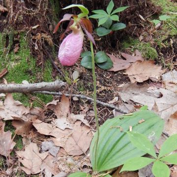 Lessons and Gifts from Pink Lady's Slipper — BRIGID'S WAY