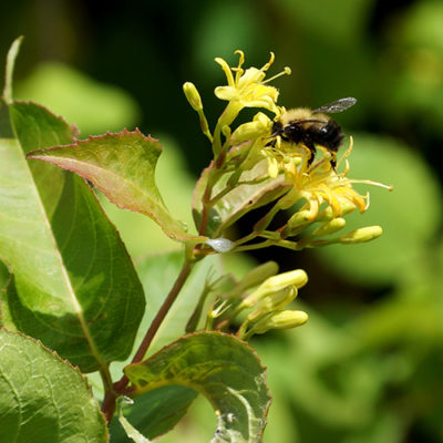 Photograph of a bee on a bush honeysuckle blossom
