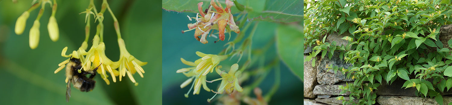 Northern bush-honeysuckle native plant profile