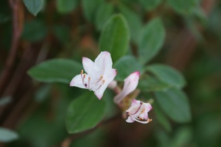 Swamp azalea (Rhododendron viscosum)