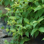Northern bush honeysuckle (Diervilla lonicera)