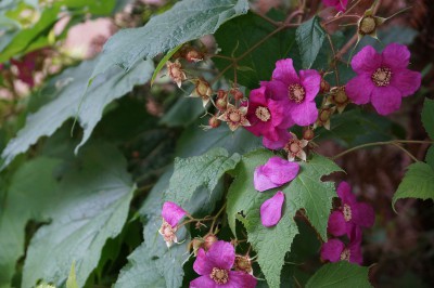 Purple flowering raspberry (Rubus odoratus) 