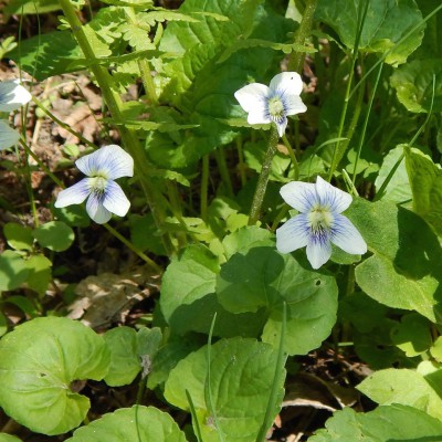Violet species (Violaceae)