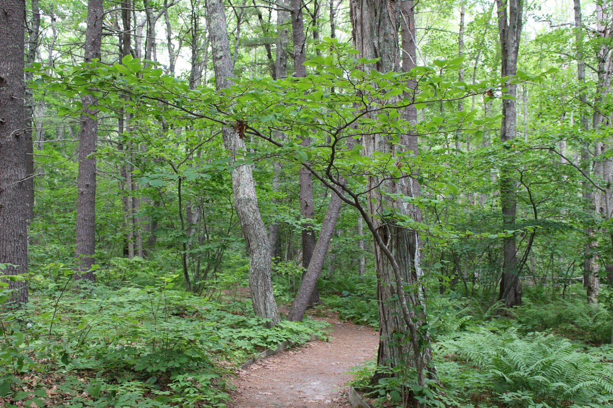 maryland native understory trees