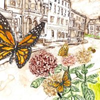Butterfly illustration