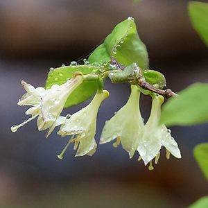 American honeysuckle (Lonicera canadensis) with white blossoms