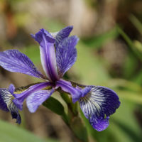Iris flower, up close