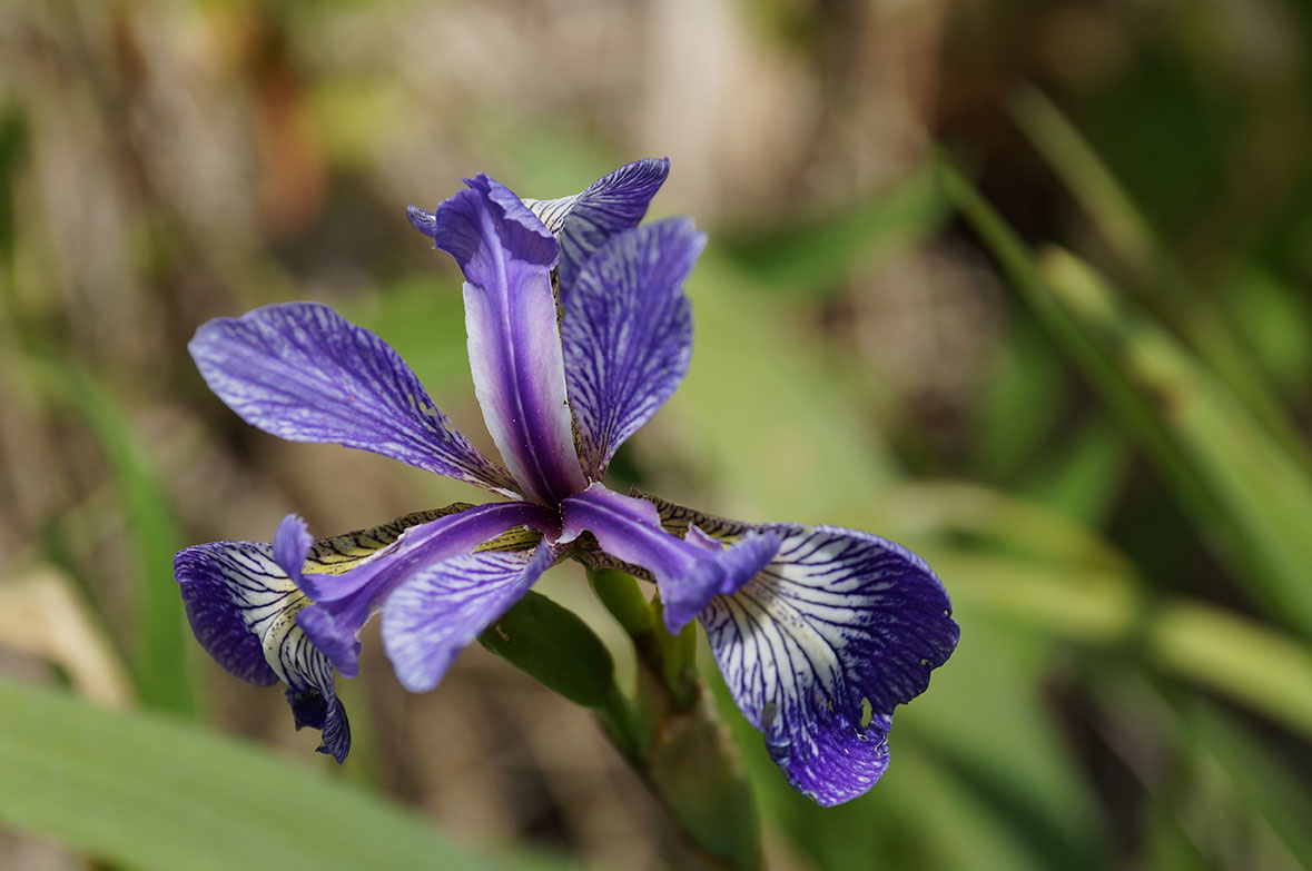 Blue iris Iris versicolor and strict blue eyed grass ...
