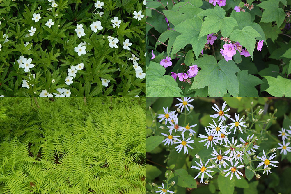 Purple flowering raspberry, Canada anemone, ferns, and wood asters are just a few of the shade-loving and tough natives that will enliven a shady site and support pollinators and birds