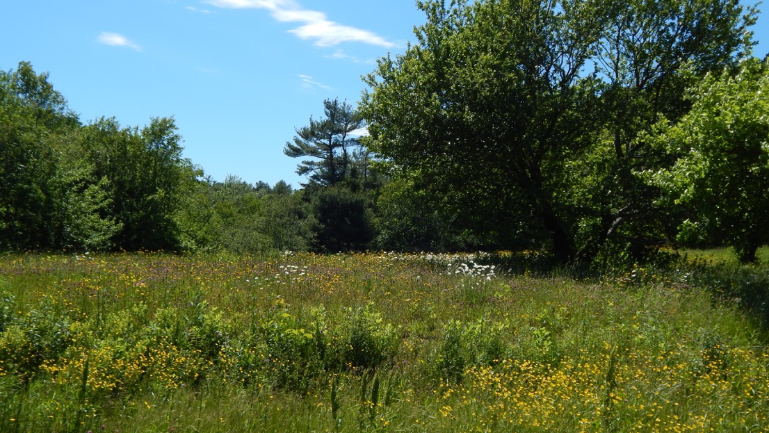 Establishing a Wildflower Meadow