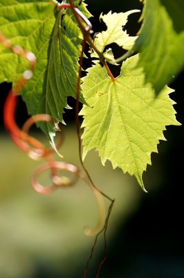 Wild Grape Vine