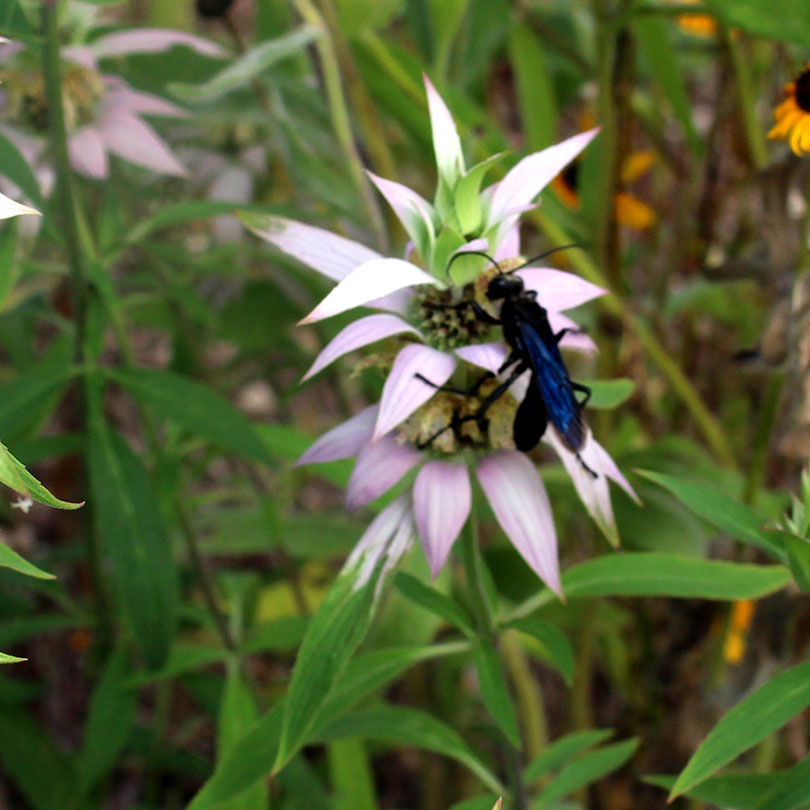 A male great black wasp on spotted bee-balm, a plant native to southern New England
