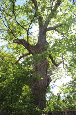 Black Willow tree