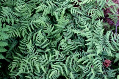 Northern Oak Fern