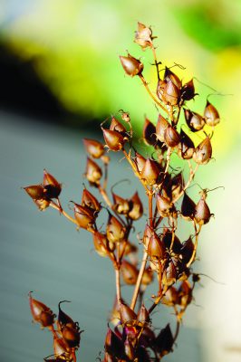 Photograph of Beardtongue seed pods