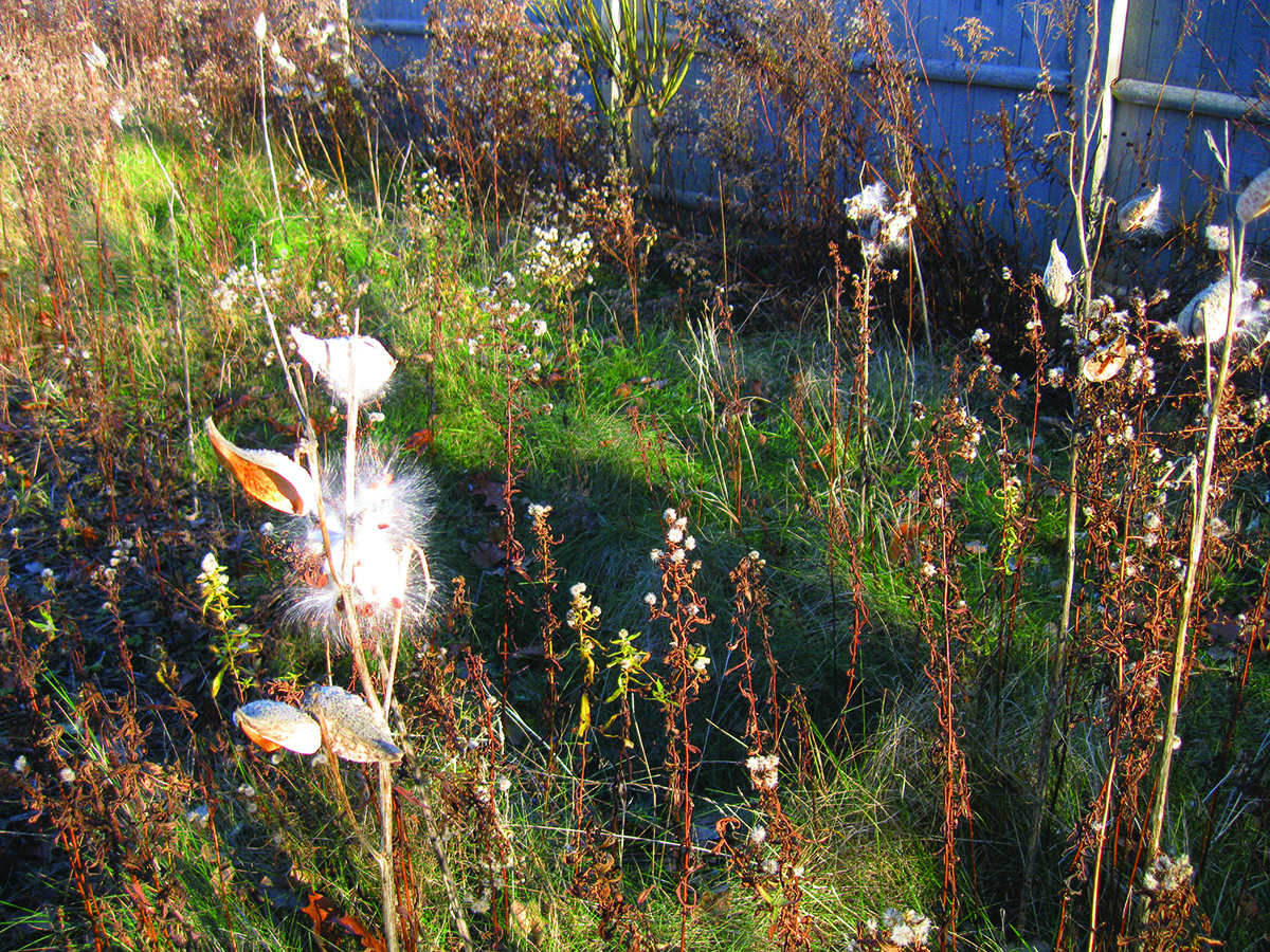 Spring Cleanup In The Meadow Wild Seed Project