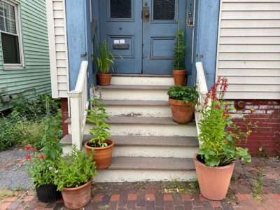 You don’t need land of your own to be a rewilder! Adopt a street tree to care for, tend a sidewalk hellstrip, display native containers on your stoop, plant a window box with natives.