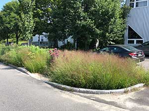 Photograph of grasses and trees in a parking lot.
