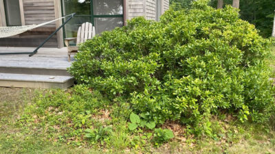 A fragrant northern bayberry next to Lillian’s home deck.