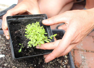 Growing native plants from seed is a way to participate in building back personal and ecological resilience.