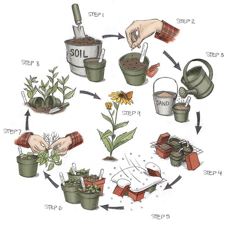 Seed Sowing 101 by Illustration by Jada Fitch